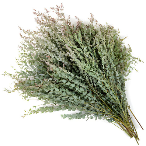 Moon Lagoon Eucalyptus Wholesale Greenery In a Bunch