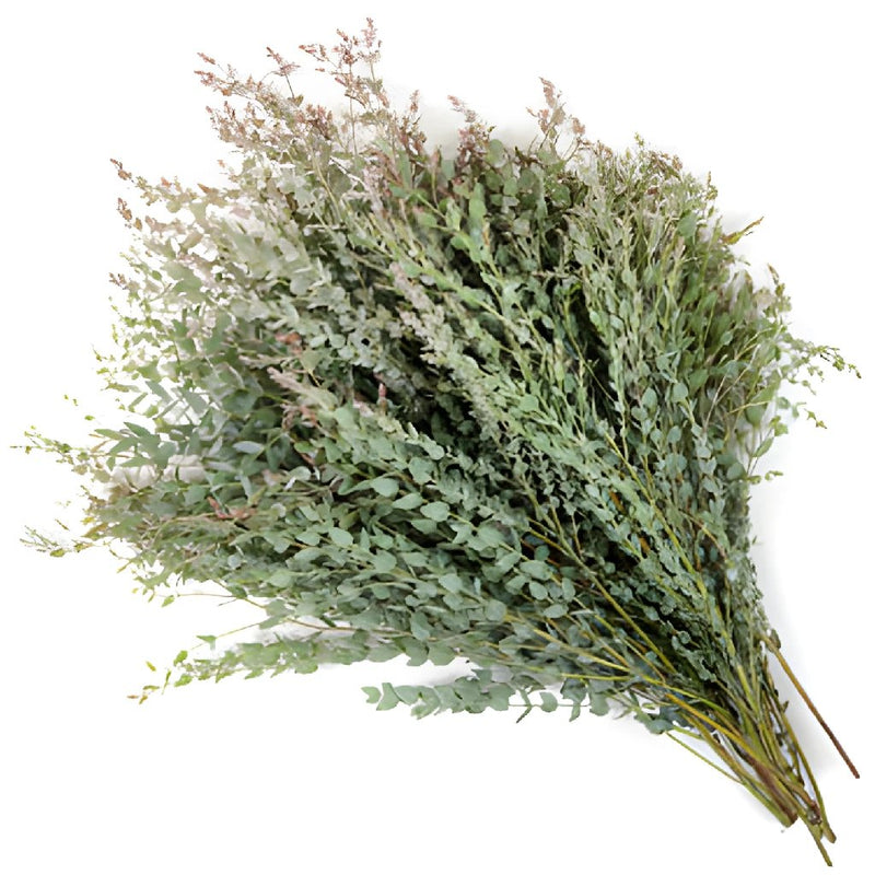 Moon Lagoon Eucalyptus Wholesale Greenery In a Bunch