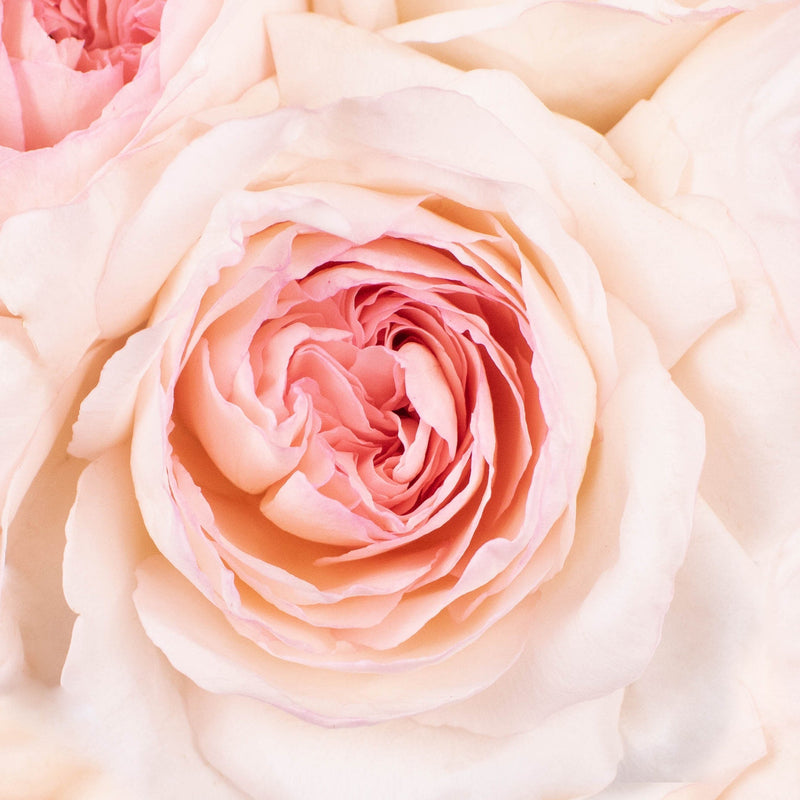 Dream Catcher Soft Pink Rose Up Close