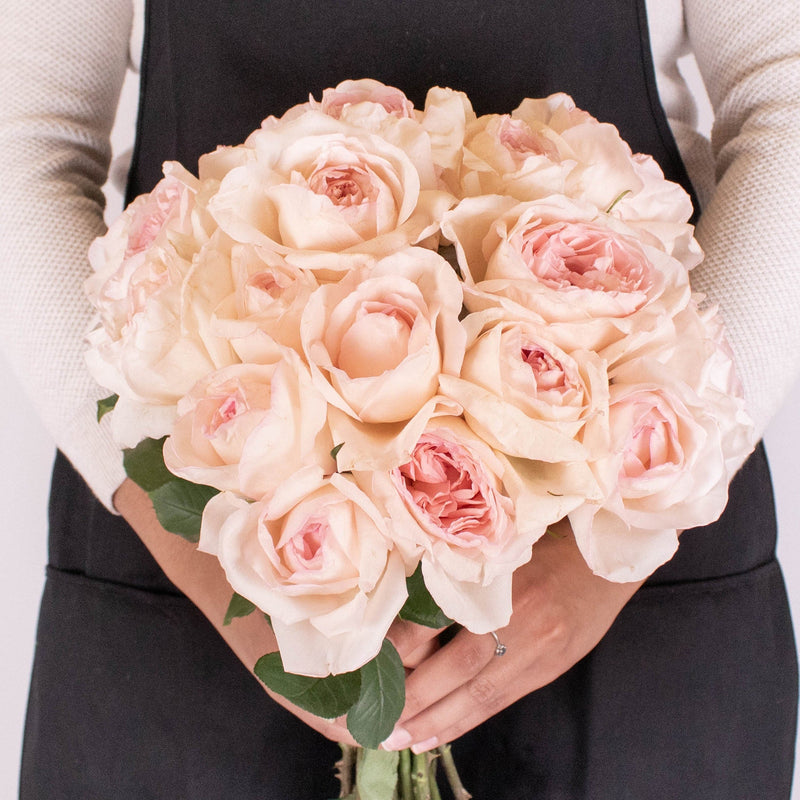 Dream Catcher Soft Pink Rose in Hands