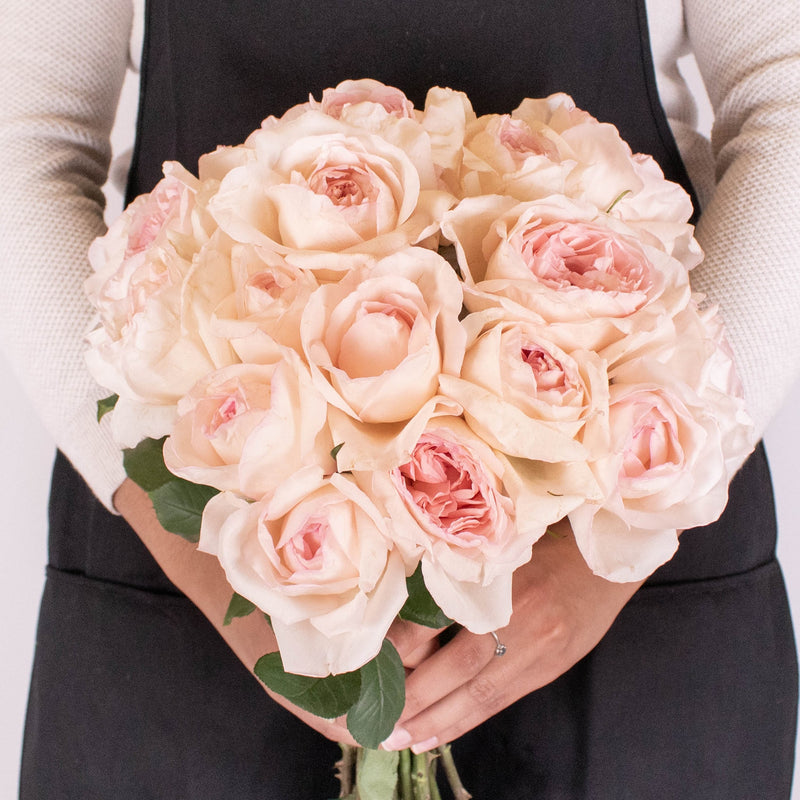 Dream Catcher Soft Pink Rose in Hands