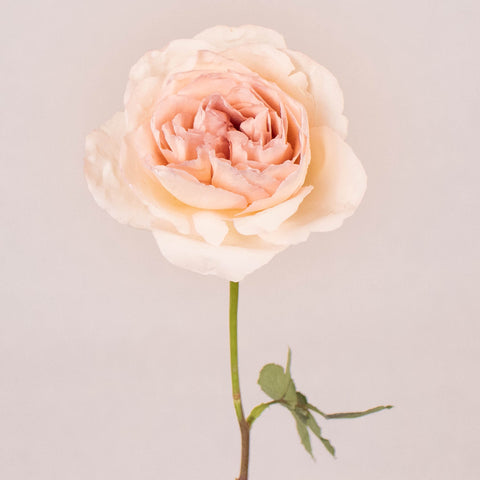 Dream Catcher Soft Pink Rose Stem