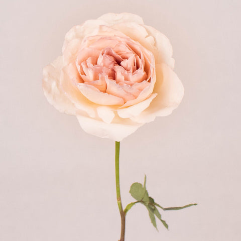 Dream Catcher Soft Pink Rose Stem