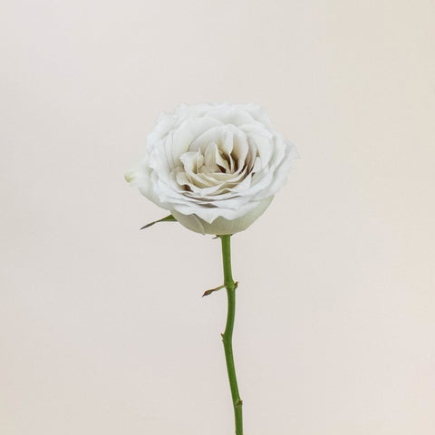 Early Grey Rose Stem