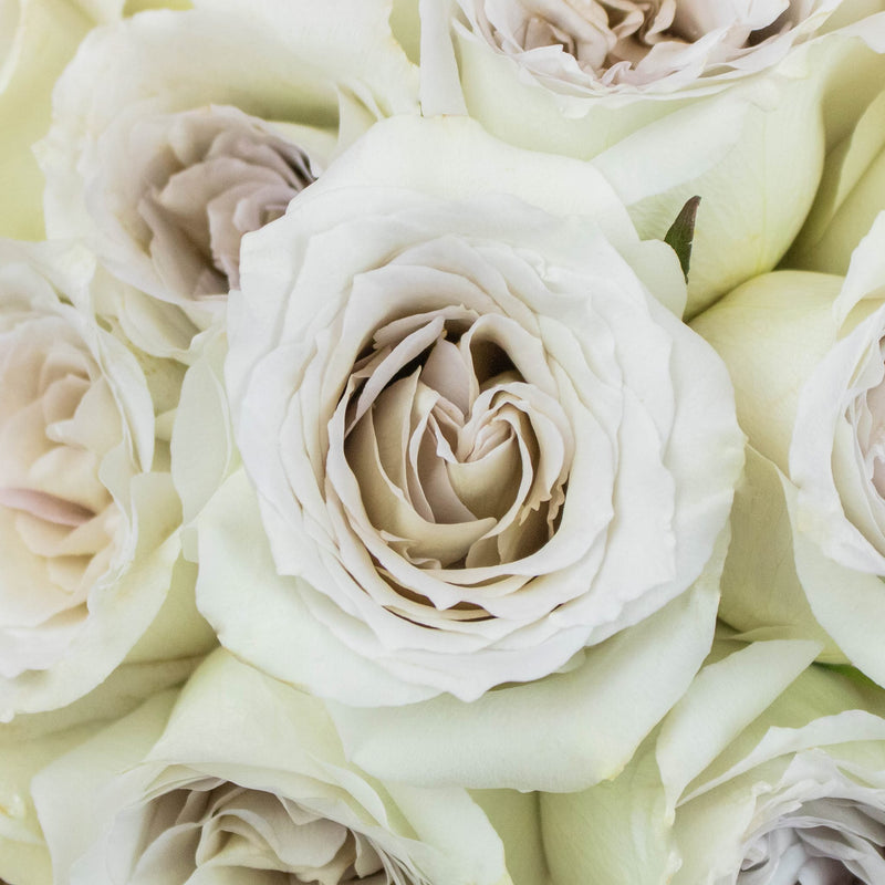 50 Shades of Early Grey Rose