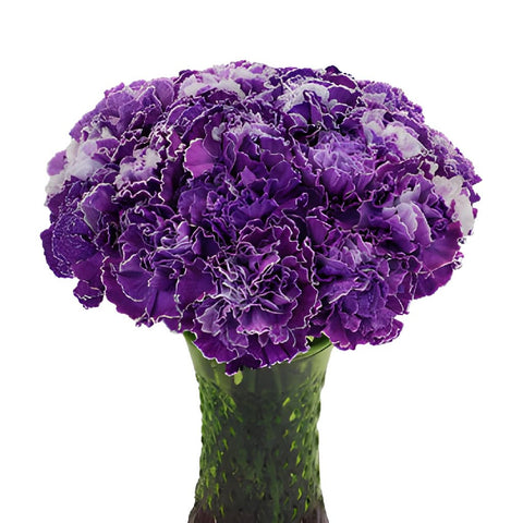 Elite Purple Tinted Carnation Flowers In a vase