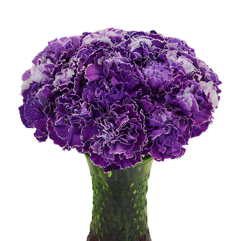 Elite Purple Tinted Carnation Flowers In a vase
