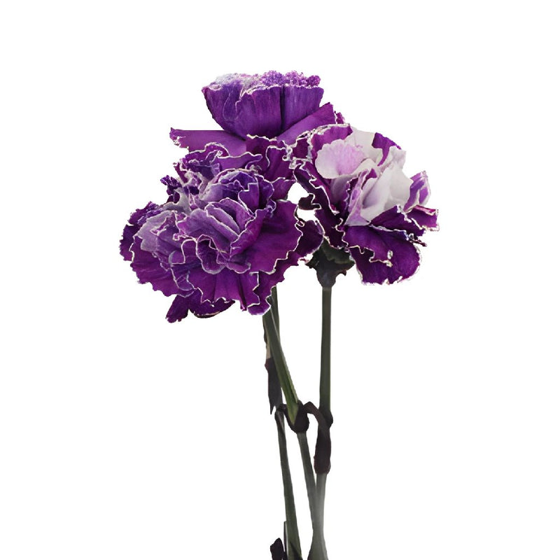 Elite Purple Tinted Carnation Flower Bloom