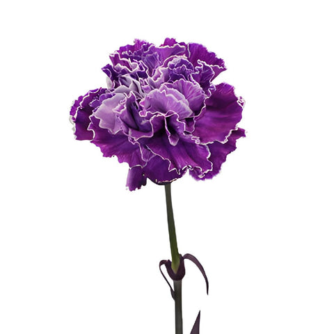 Elite Purple Tinted Carnations side stem