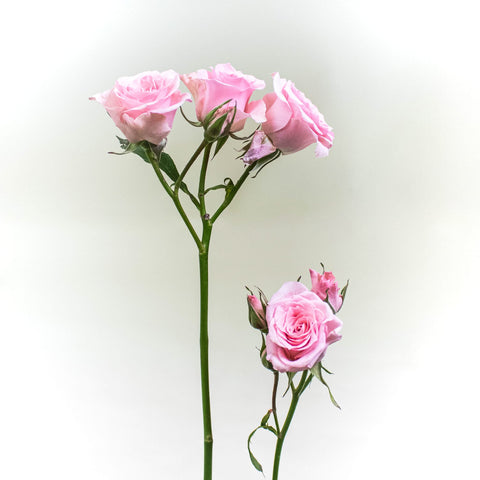 Elva Pink Spray Rose Stem