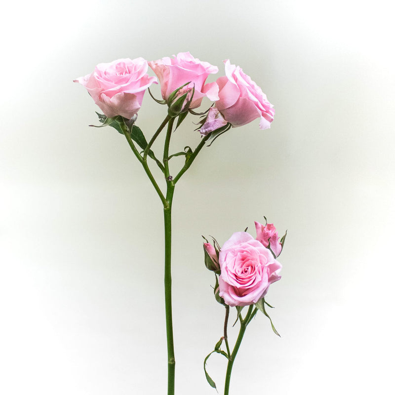 Elva Pink Spray Rose Stem