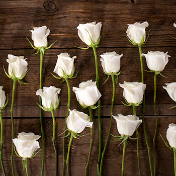 White rose bulk wedding flowers