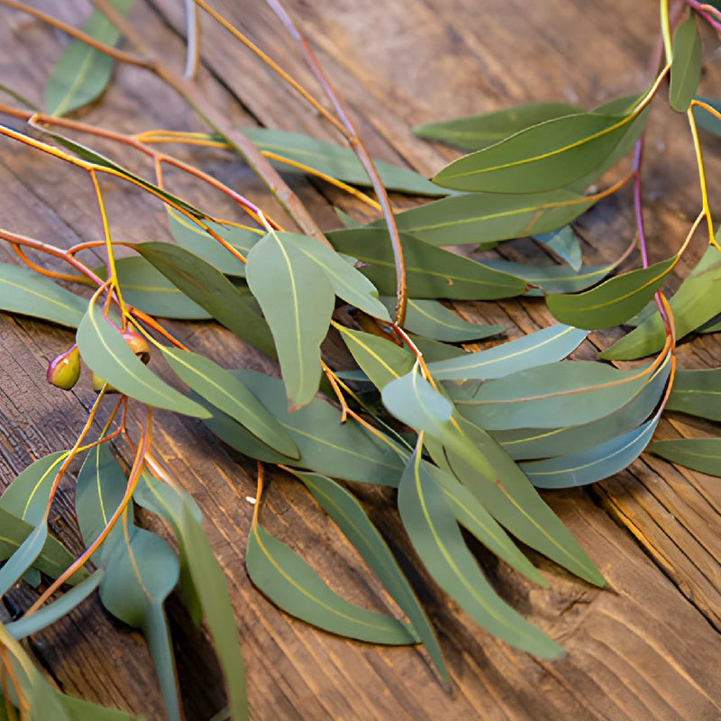 Willow Eucalyptus Wholesale Greenery FlatLay