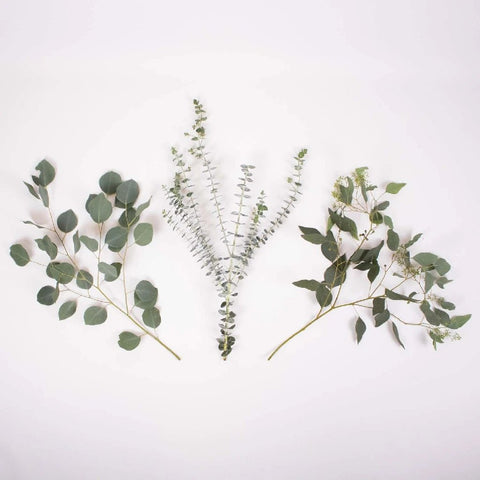 Eucalyptus Bulk Wholesale Flower Stem