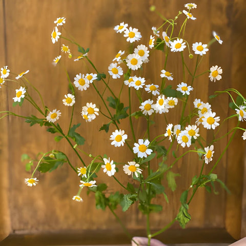 Feverfew Daisy Wholesale Cut Flower