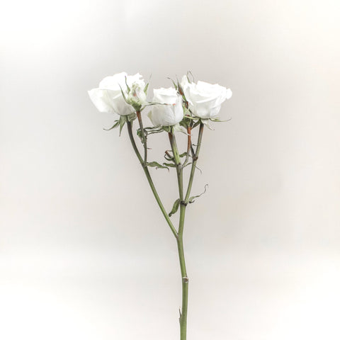 Floreana White Spray Rose Stem