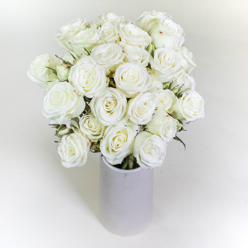 Floreana White Wholesale Spray Roses In a Vase