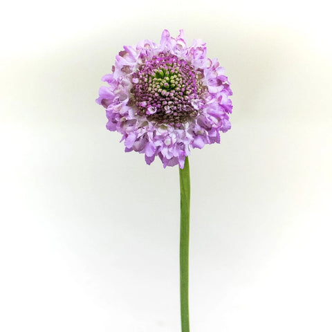 Lilac Focal Scabiosa Flower Stem