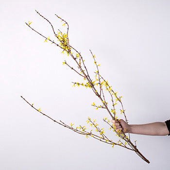 Forsythia Yellow Flower Blooming Branch In a Hand