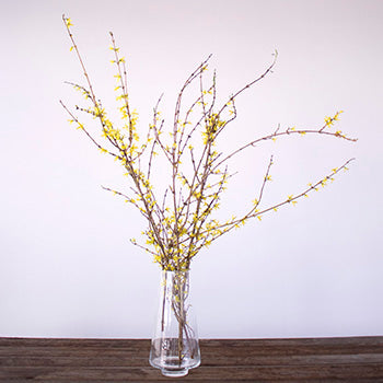 Forsythia Yellow Flower Blooming Branch In a Vase