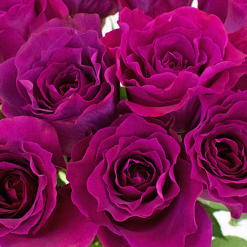 Fuchsia Mamy Blue Garden Roses up close