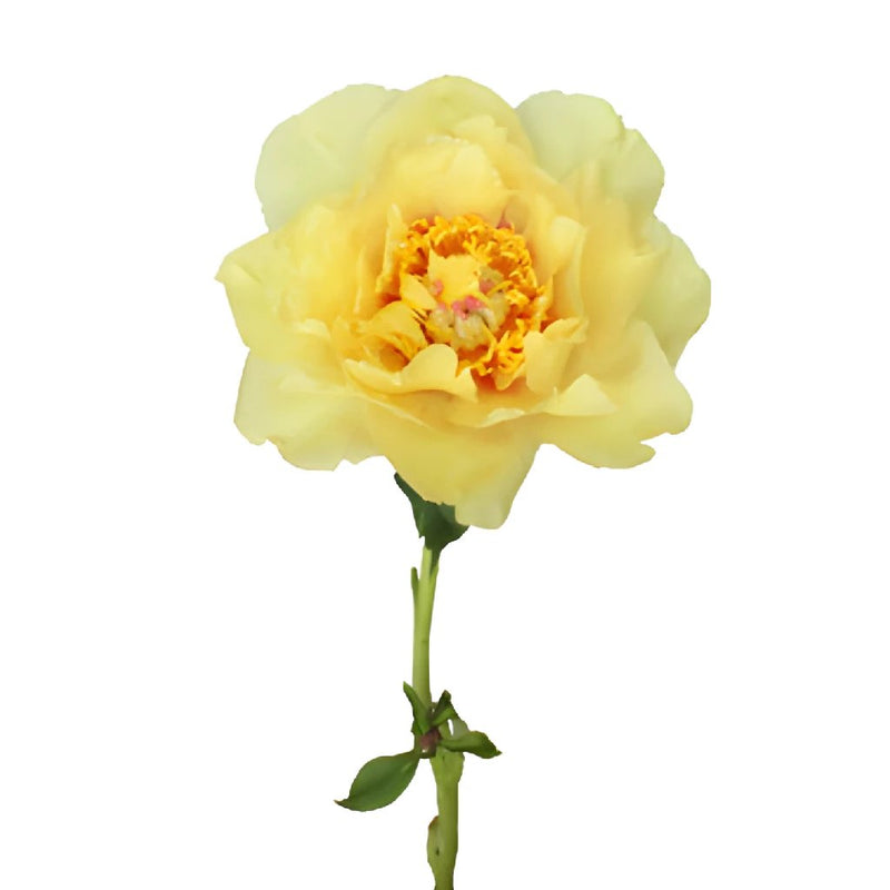 Garden Treasure Yellow Peony Side Stem View