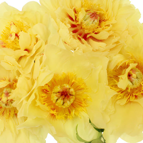 Garden Treasure Yellow Peonies up close