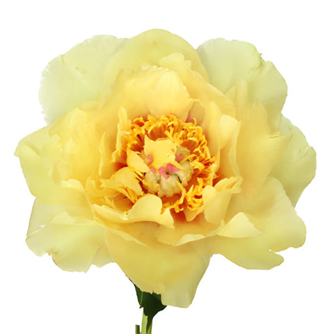 Garden Treasure Yellow Peony Stem