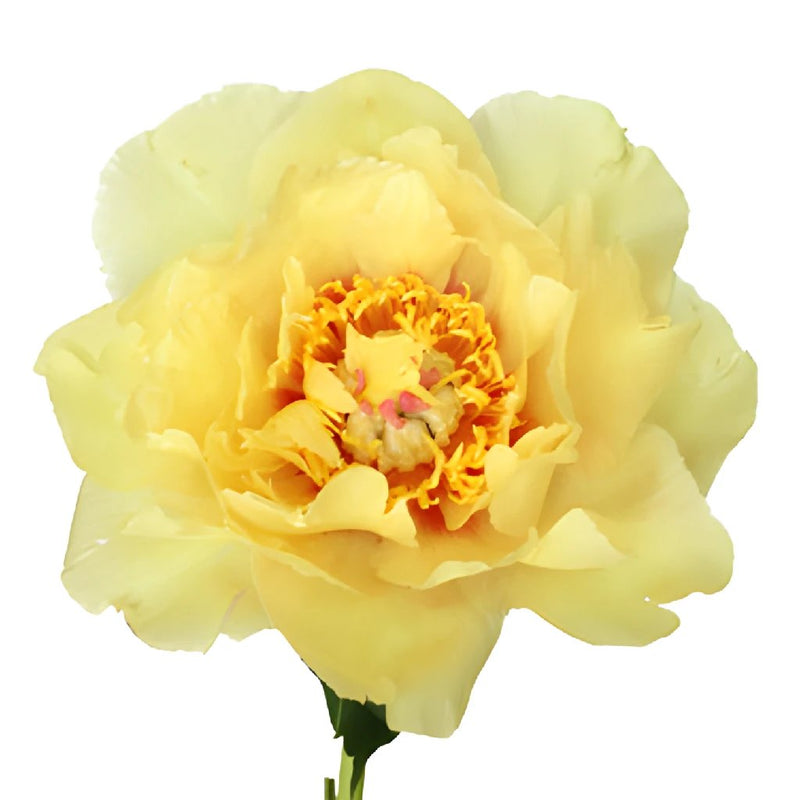 Garden Treasure Yellow Peony Stem