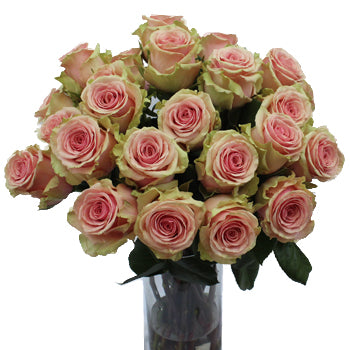 Geraldine Light Pink Rose