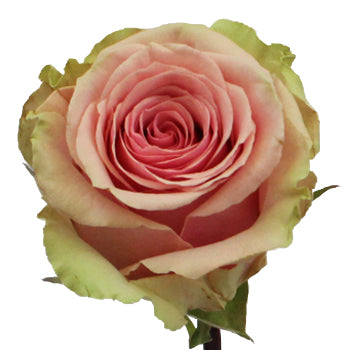 Geraldine Light Pink Rose
