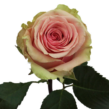 Geraldine Light Pink Rose