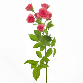 Gracia Hot Pink Spray Rose Stem