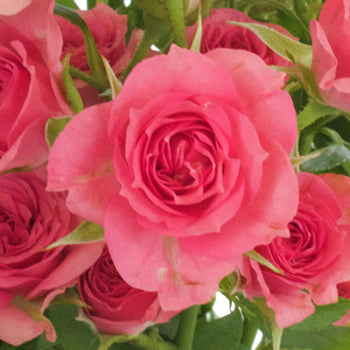 Gracia Hot Pink Spray Roses up close