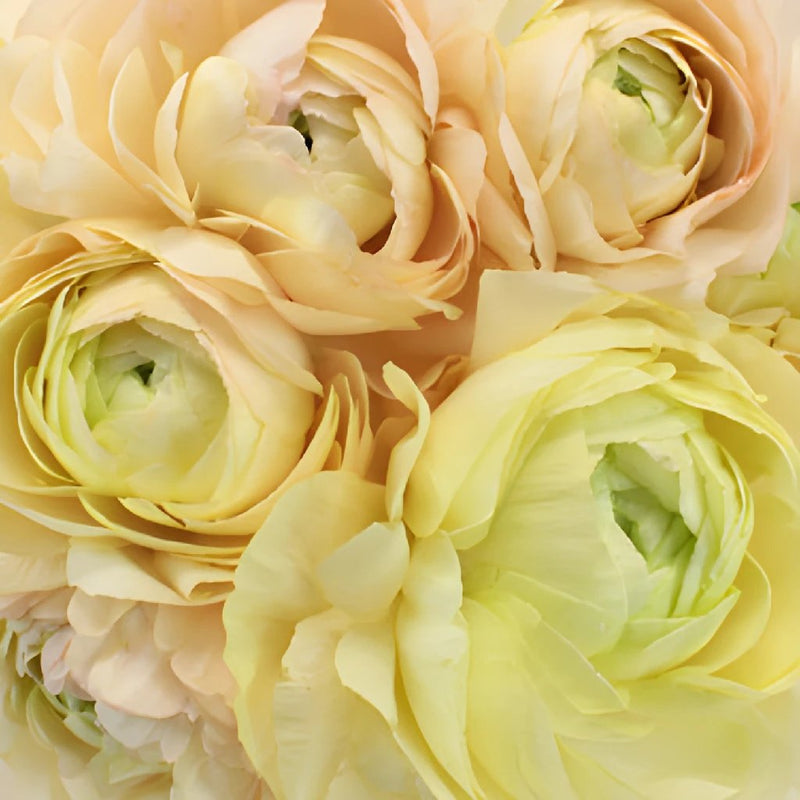 Champagne Italian Cloony Ranunculus