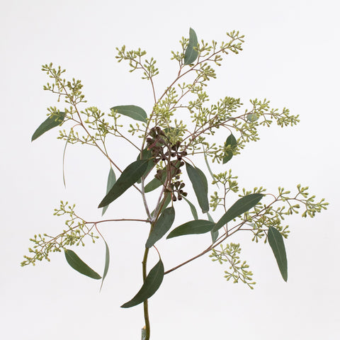 Green Seeded Eucalyptus Greenery Stem
