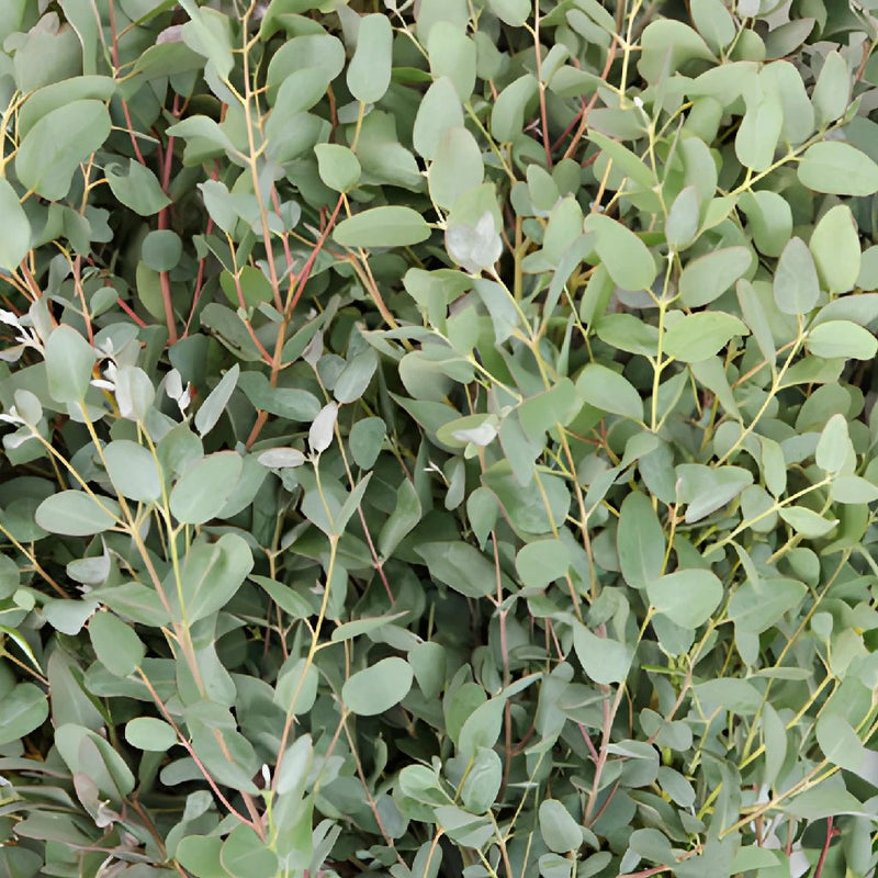 Gunnii Eucalyptus Wholesale Flower Up Close