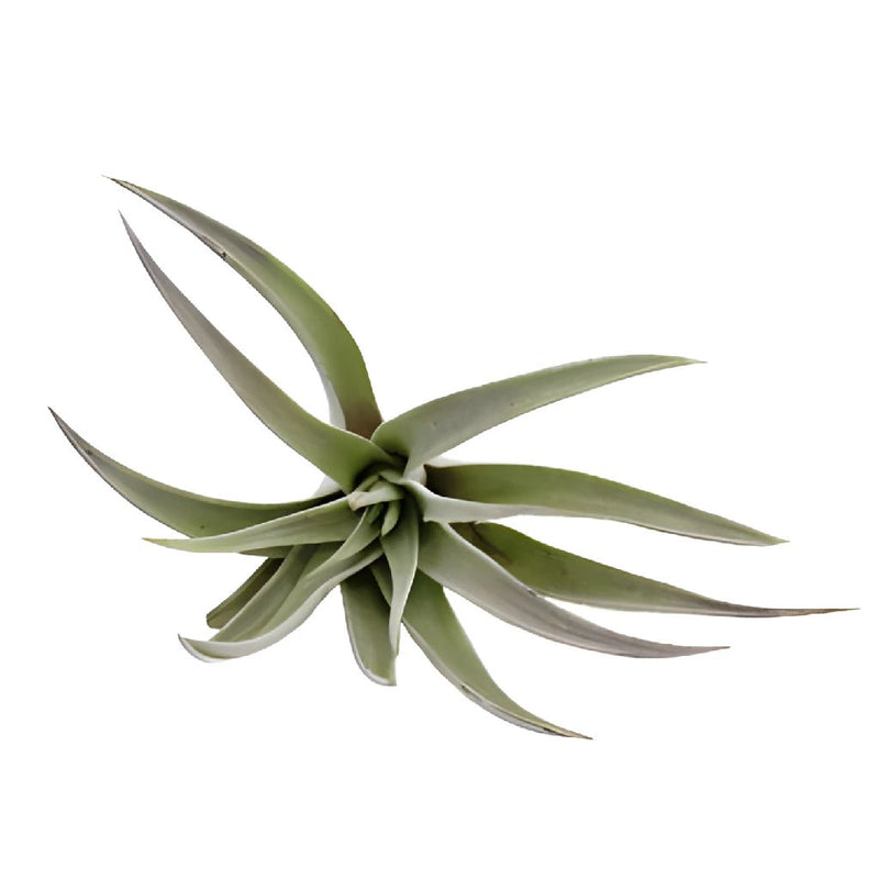 Bulk Harrisii Air Plants for DIY Brides