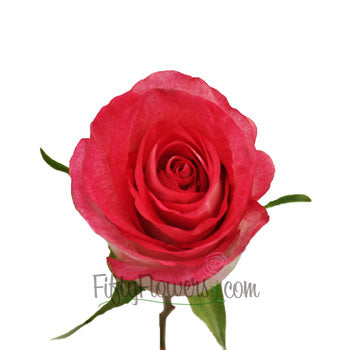 High and Candy Pink and White Rose stem