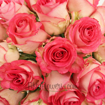 High Candy Pink and White Rose up close