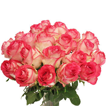High Candy Pink and White Wholesale Roses in a Vase