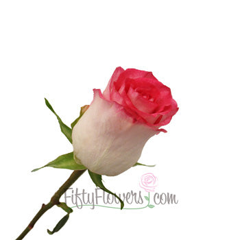 High and Candy Pink and White Rose Stem Side View
