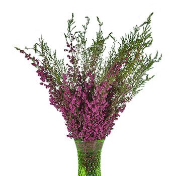 Sunset Heather Hot Pink Flower