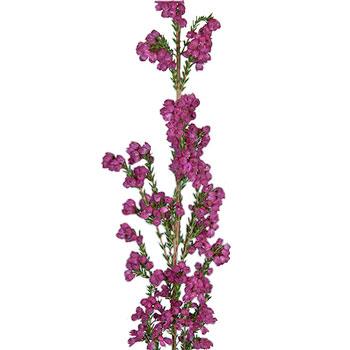 Sunset Heather Hot Pink Flower