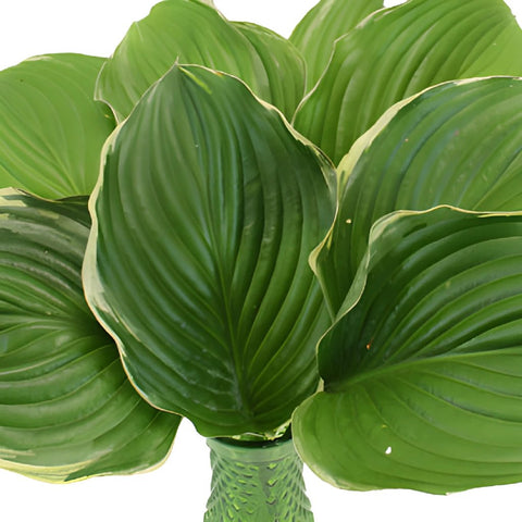 Wholesale Hosta Variegated Greenery
