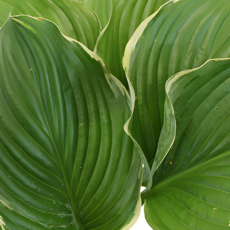 Wholesale Hosta Variegated Greenery