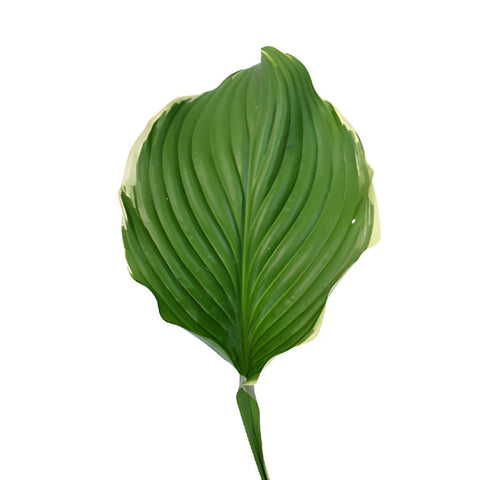 Wholesale Hosta Variegated Greenery