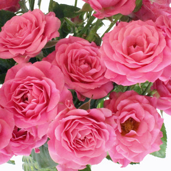 Hot Pink Spray Bulk Roses