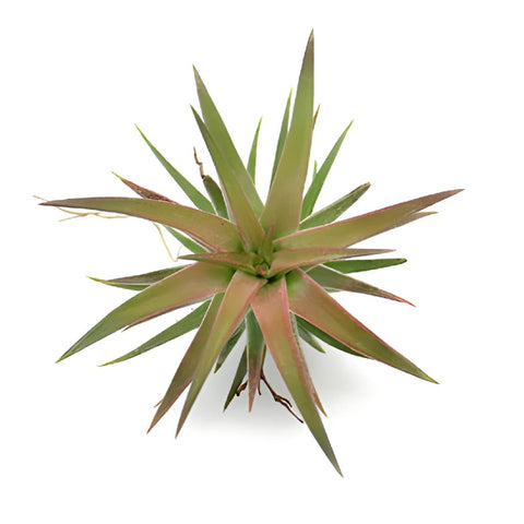 Bulk Eco Ionantha Van Air Plants