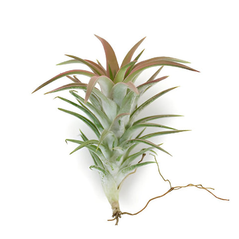 Bulk Eco Ionantha Van Air Plants
